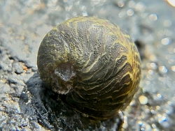 Clithon colombarium thumbnail