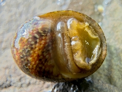 Clithon colombarium thumbnail