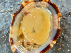Patelloida lentiginosa,Malabar Hill, Mumbai, Maharashtra 400006, India 2025 (CC BY)