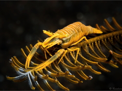 Laomenes amboinensis thumbnail