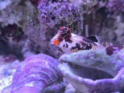 Synchiropus Stellatus 