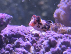 Synchiropus Stellatus 