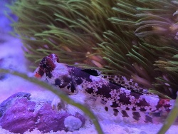 Synchiropus Stellatus 