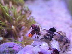 Synchiropus Stellatus 