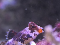 Synchiropus Stellatus 