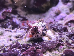 Synchiropus Stellatus 