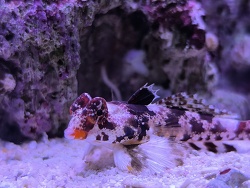 Synchiropus Stellatus 