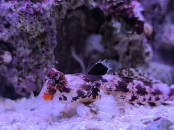 Synchiropus Stellatus 