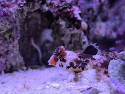 Synchiropus Stellatus 