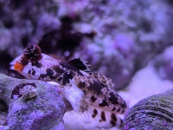 Synchiropus Stellatus 