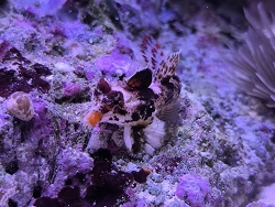 Synchiropus Stellatus 