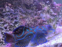 Synchiropus Splendidus 