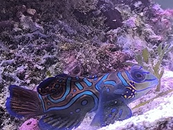 Synchiropus Splendidus 