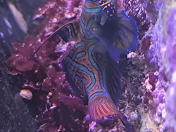 Synchiropus Splendidus 