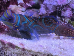 Synchiropus Splendidus 
