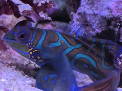 Synchiropus Splendidus 