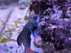 Synchiropus Splendidus 