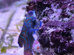 Synchiropus Splendidus 