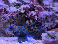 Synchiropus Splendidus 