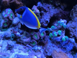 Acanthurus Leucostern 