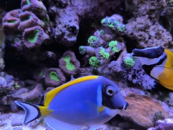 Acanthurus Leucostern 