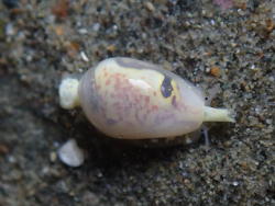 Plesiocystiscus jewettii,California & Oregon Tidepools 2026
