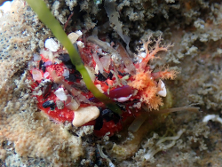 Lissothuria nutriens,California & Oregon Tidepools 2026