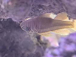 Priolepis semidoliata / boreus - Höhlengrundel