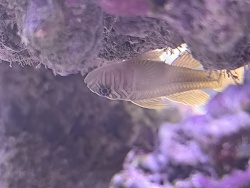 Priolepis semidoliata / boreus - Höhlengrundel