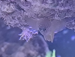 Priolepis semidoliata / boreus - Höhlengrundel
