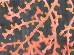 Callistephanus pacificus thumbnail