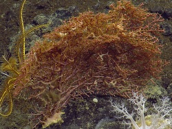 Foto: Endevour Hydrotehrmal Vent in the Endeavour segment of the Juan de Fuca ridge.