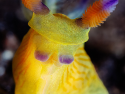 Tambja kava thumbnail