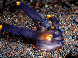 Thecacera sp.11 thumbnail