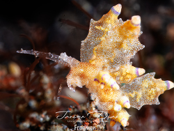 Produnga rubropunctata thumbnail