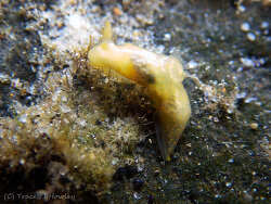 Gymnodoris suggens thumbnail