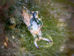 Elysia coodgeensis thumbnail