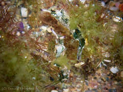 Elysia coodgeensis thumbnail