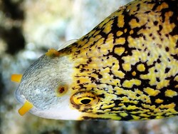 Echidna nebulosa thumbnail