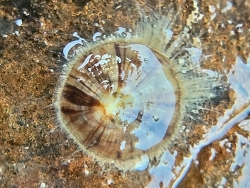 Discradisca indica,3RFC+HR7, Danda Village, Khar Danda, Mumbai, Maharashtra 400052, India 2025 (CC BY)