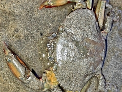 Scylla olivacea thumbnail