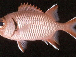 Myripristis seychellensis thumbnail