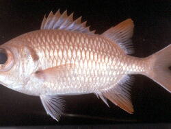 Myripristis seychellensis thumbnail