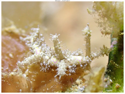 Limenandra confusa,Ilot Uéré - Noumea 2026