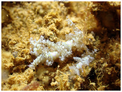 Limenandra confusa, N'Go - Mont-Dore, Nouvelle-Calédonie 2026