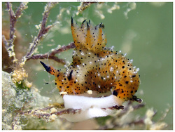 Polycera melanosticta thumbnail