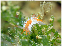 Okenia sp.04 thumbnail