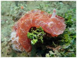 Hexabranchus lacer thumbnail