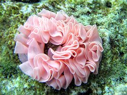 Hexabranchus sanguineus - Spanische Tänzerin  -  Bild eines Geleges - gemacht auf den Malediven - Thudufushi - Hausriff Bild (c) by Aitsch-Pi