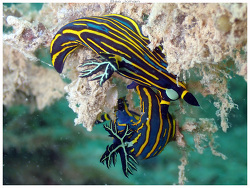 Tambja victoriae thumbnail